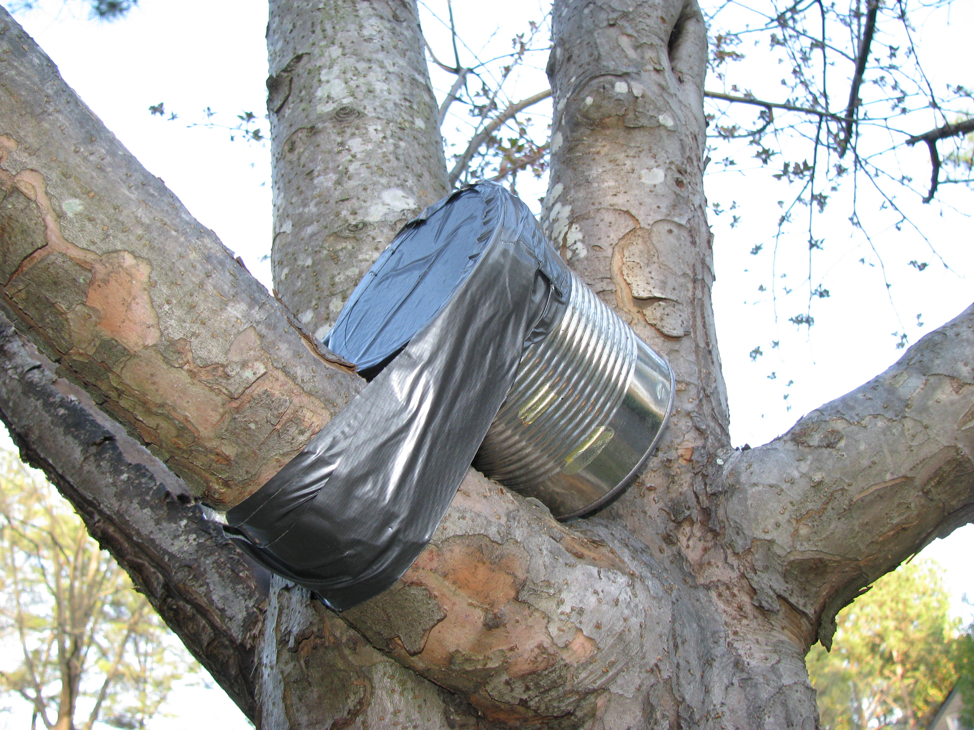 solarcam mounted on tree